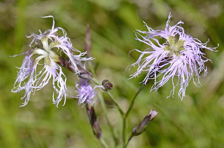 Dianthus superbus / Garofano superbo